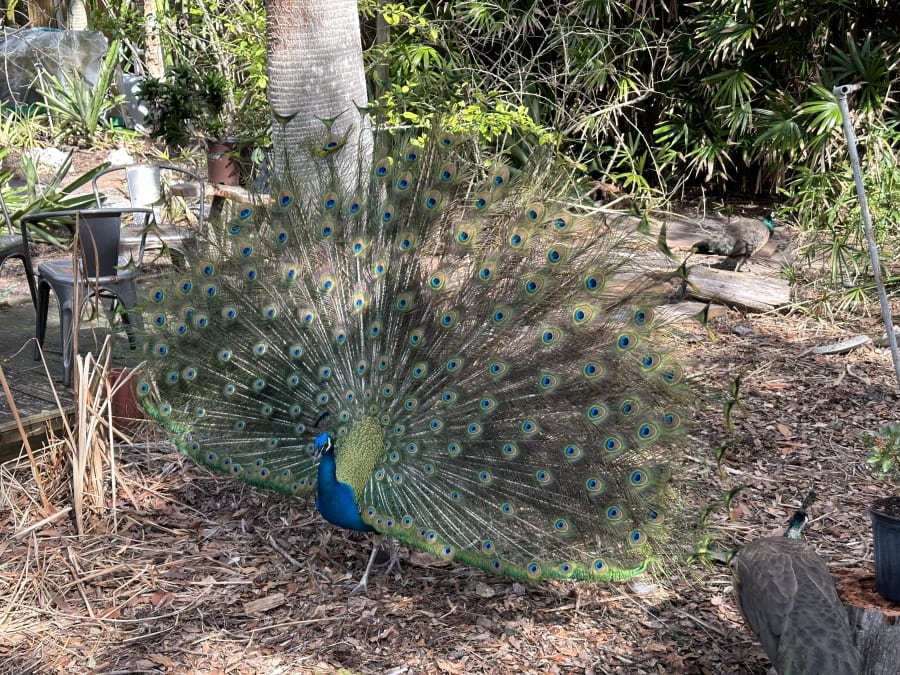 Discover Florida Tours – photo 5